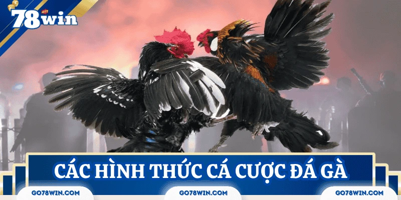 Tổng hợp những hình thức thi đấu trong cá cược đá gà