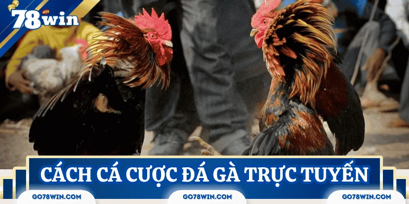 Các bước tham gia cá cược đá gà trực tuyến