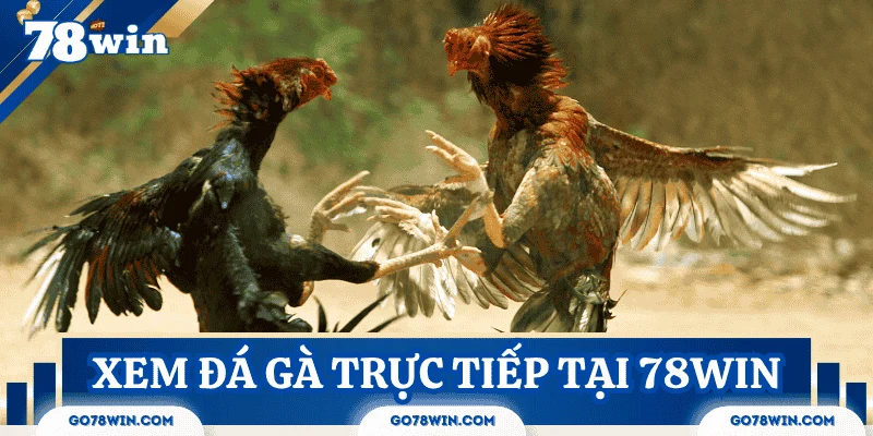 cach-xem-truc-tiep-da-ga-78win