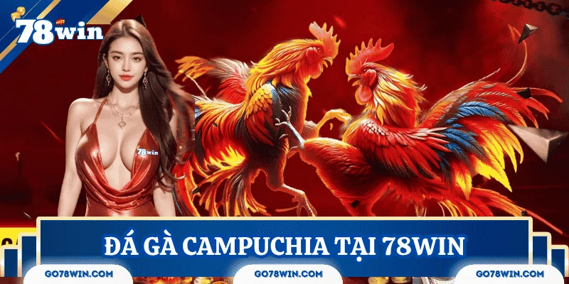 Đá gà Campuchia – Sân chơi kịch tính thu hút cược thủ 78Win