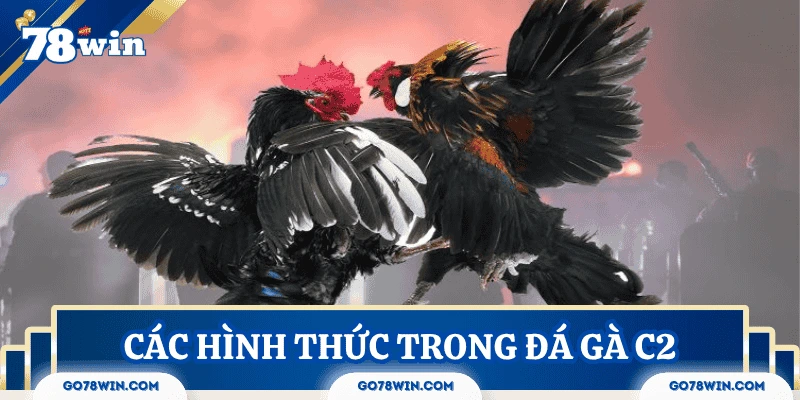 Các hình thức thi đấu phổ biến trong đá gà C2