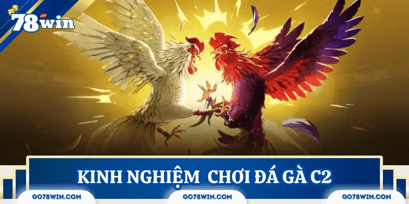 Mẹo chơi đá gà C2 hiệu quả