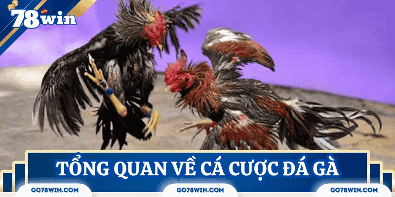 Đôi nét về hình thức đặt cược đá gà