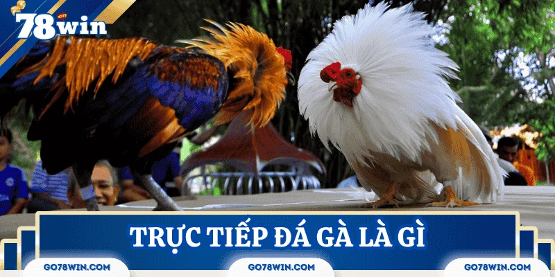 tong-quan-truc-tiep-da-ga